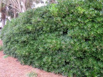 Japanese pittosporum (Pittosporum tobira) makes a dense hedge.