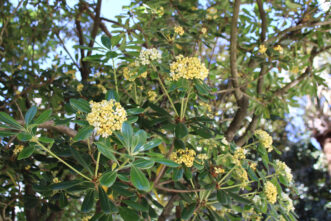 Japanese pittosporum produces fragrant flowers in clusters. The white flowers turn yellow as they age.