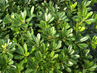 The solid green leaves of Japanese pittosporum are thick and leathery.
