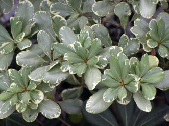 Variegated Japanese pittosporum (Pittosporum tobira ‘Variegatum’) has gray-green foliage with cream edges.