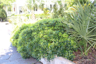 ‘Wheelers Dwarf’ pittosporum (Pittosporum tobira ‘Wheeler’s Dwarf’) edges a sidewalk in Charleston, SC.