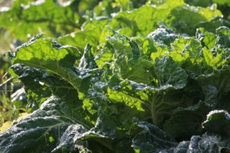 Collard greens are an excellent source of iron. Photo credit: Pixabay
