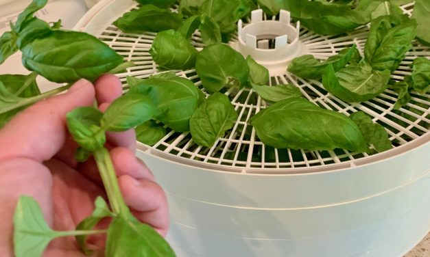 Drying Herbs, Seeds & Nuts