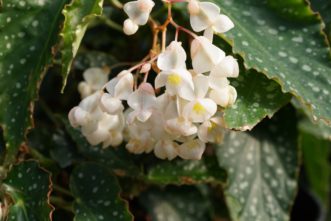 Angel Wing Begonia has pendulous clusters of flowers. Barbara H. Smith, ©2020 HGIC, Clemson University