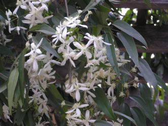 Armand Clematis (Clematis armandii) is an evergreen clematis that flowers in late March.
