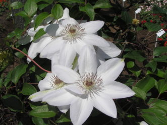 Clematis 'Henryi' has large white flowers.