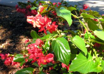 Dragon Wing Begonia ((Begonia x hybrida ‘Bepared’) reliably reblooms because it is sterile and does not expend energy on producing seeds. Joey Williamson, ©2007 HGIC, Clemson Extension