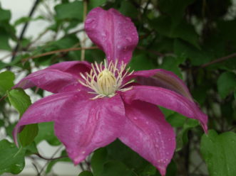 ‘Ernest Markham’ is an easy to grow clematis that reaches a height of 10 to 15 feet.