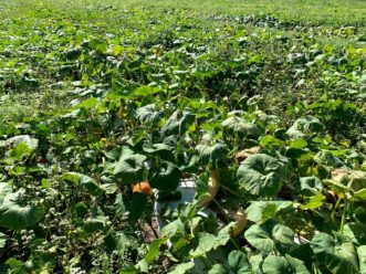 A commercial field consisting of 12 varieties of winter squash and pumpkins.