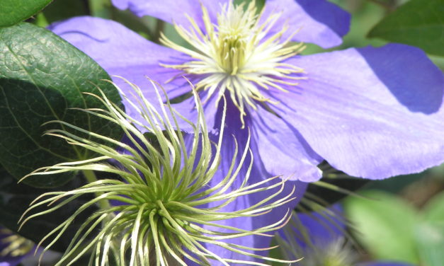 Clematis