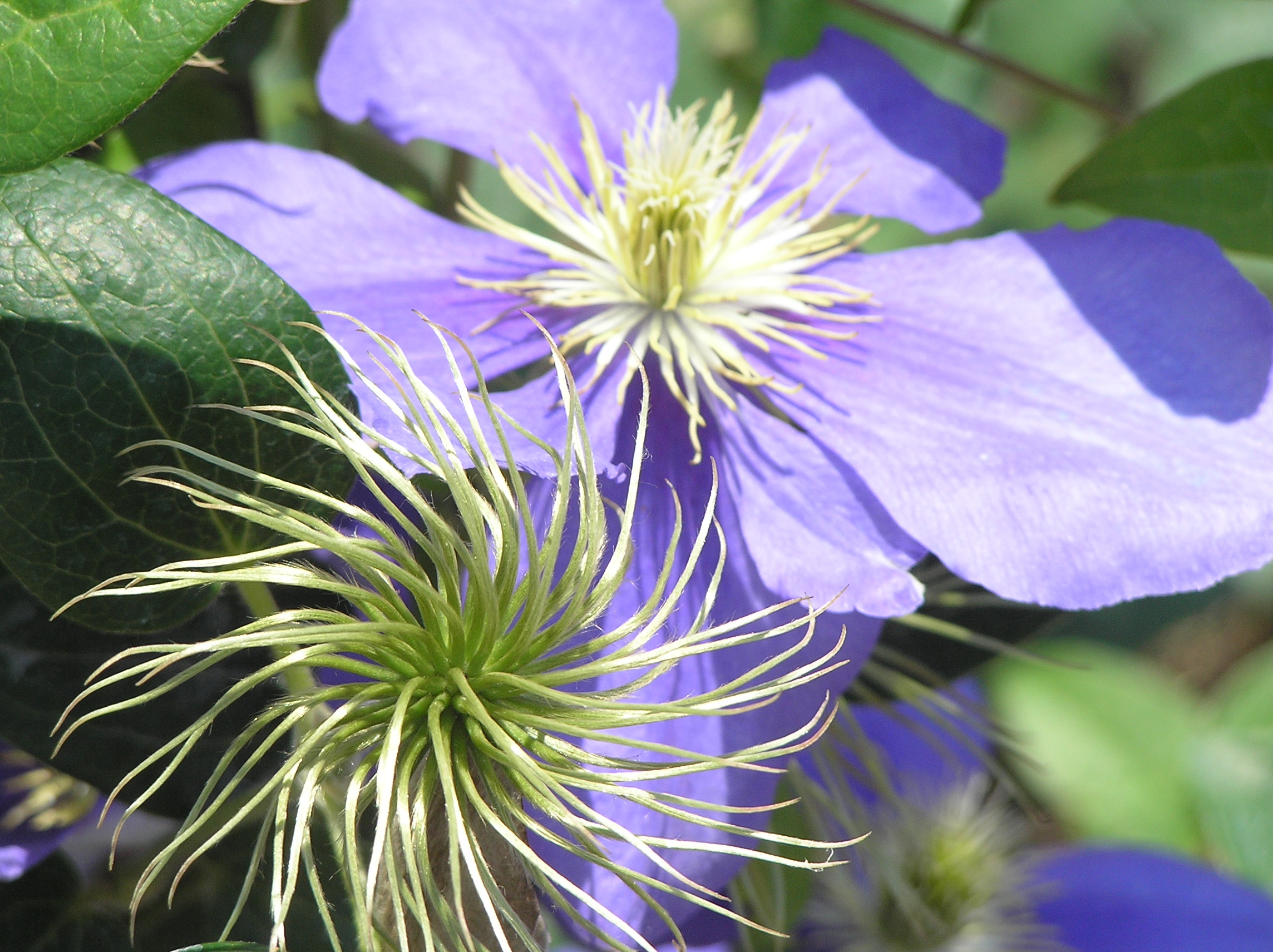 Small-Leaved Clematis 30 Seeds Drought/Frost Hardy 