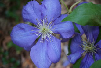 ‘General Sikorski’ has lilac to lavender blue 6 to 8 inch blooms.