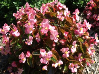 ‘Gin’ Wax Begonia (Begonia x semperflorens-cultorum ‘Cocktail Gin’) has pink flowers and bronze foliage. Barbara H. Smith, ©2020 HGIC, Clemson University