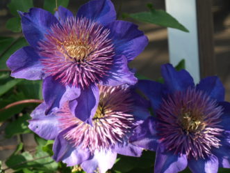 ‘Multi Blue’ has deep purple to blue double flowers.