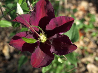 ‘Niobe' grows 8 feet tall and flowers from June to September