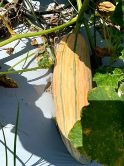 A North Georgia Candy Roaster Squash.