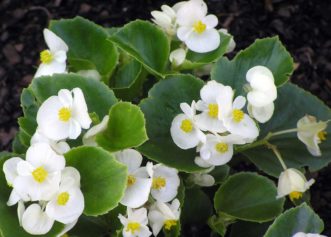 ‘Pizzazz White’ Wax Begonia (Begonia x semperflorens-cultorum ‘Pizzazz White’) will grow 8 to 10 inches tall. Karen Russ, ©2007 HGIC, Clemson Extension
