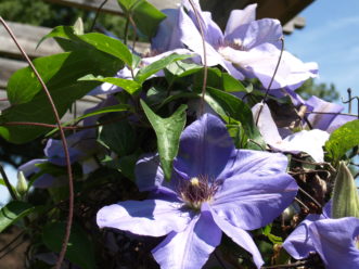 Ramona clematis (C. ‘Ramona’) has large, 6 o 8 inch lavender blue flowers with red stamens.