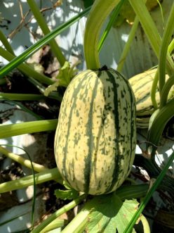 A ripe Delicata squash.