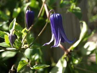 Rooguchi clematis (C. ‘Rooguchi’) has purple bell-shaped flowers.