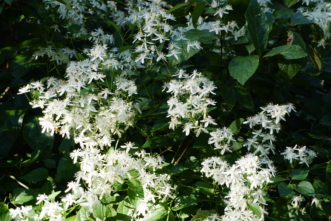 Sweet autumn clematis (C. ternifolia) is a highly invasive vine.