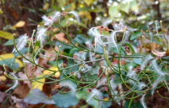 Sweet autumn clematis seeds freely.