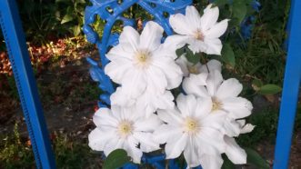 Toki clematis grows from 4 to 6 feet and has large white flowers.