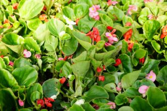 Wax begonias in the Prelude series (Begonia x semperflorens-cultorum ‘Prelude’) have compact growth habits and bright green foliage. Barbara H. Smith, ©2020 HGIC, Clemson University