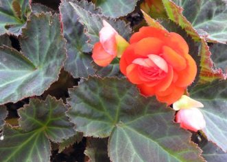 Non-stop Mocca Orange tuberous begonia (Begonia x tuberhybrida ‘Non-stop Mocca Orange’) has compact orange flowers. Karen Russ, ©2007 HGIC, Clemson Extension