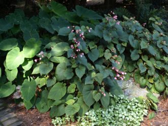 Hardy begonia (Begonia grandis) will form a large mass in the landscape; therefore, be sure to give it plenty of space as it will spread. Barbara H. Smith, ©2020 HGIC, Clemson University