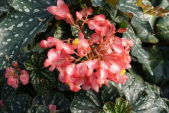 Angel Wing Begonias (Begonia coccinea) have green leaves with white spots, and the flower colors may be red, pink, or white. Barbara H. Smith, ©2020 HGIC, Clemson University 