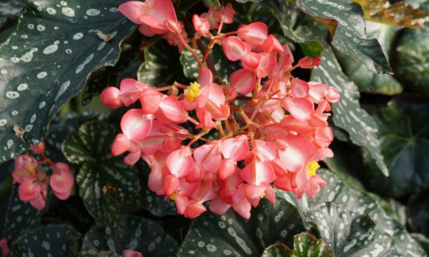 Begonia