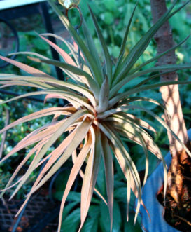 The air plant, (Tillandsia ioantha) is easy to grow. Barbara H. Smith, ©2015 HGIC, Clemson Extension