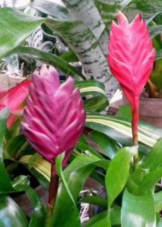 The Flaming Sword Bromeliad (Viresea carinata) has branching flower spikes. Barbara H. Smith, ©2015 HGIC, Clemson Extension