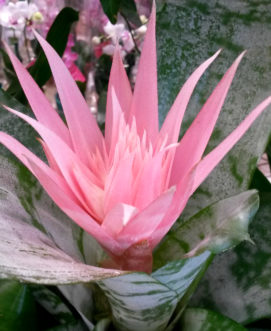 The ꞌSilver Vaseꞌ Bromeliad (Aechmea fascaita) flowers have pink bracts. Barbara H. Smith, ©2015 HGIC, Clemson Extension