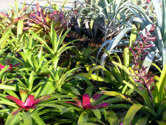 There are many interesting species of bromeliads. Karen Russ, ©2008 HGIC, Clemson Extension
