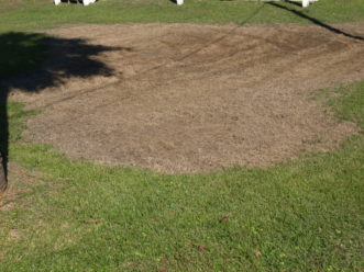 Saltwater intrusion onto a lawn can have far-reaching detrimental effects.