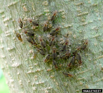 A ‘herd’ of immature barklice on a tree. Note how they do not have fully formed wings.