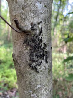 Mature barklice on a tree. Note their fully formed wings.
