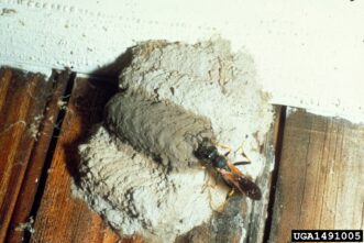 Yellow and black mud dauber constructing a nest cell.