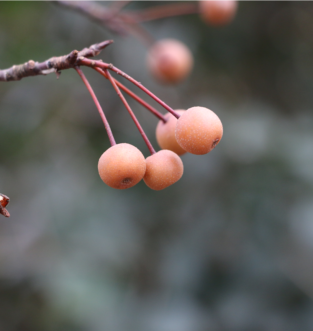 Bradford pear fruits are small, round, and hard until they soften after the first frost.