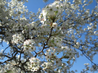 Bradford Pear (Pyrus calleryana ‘Bradford’) in bloom.