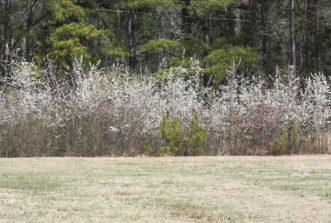 Callery pears in bloom, spreading along the edge of woods in Upstate South Carolina.
