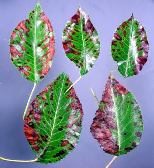 Entomosporium leaf spot on Pyrus calleryana ‘Cleveland Select’.