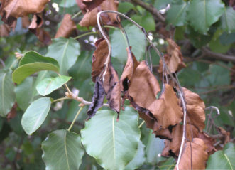 Fire blight on Pyrus calleryana ‘Bradford’.
