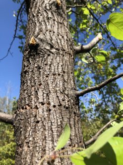 The damage caused by yellow-bellied sapsucker is horizontal rows of small holes. These birds return later to lap up leaking sap.