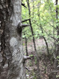 Thorns on a callery pear can be long and slender or short and stout. These, from are a wild callery pear population in central South Carolina.