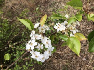 White blossoms of Bradford pear are about a half-inch in diameter.
