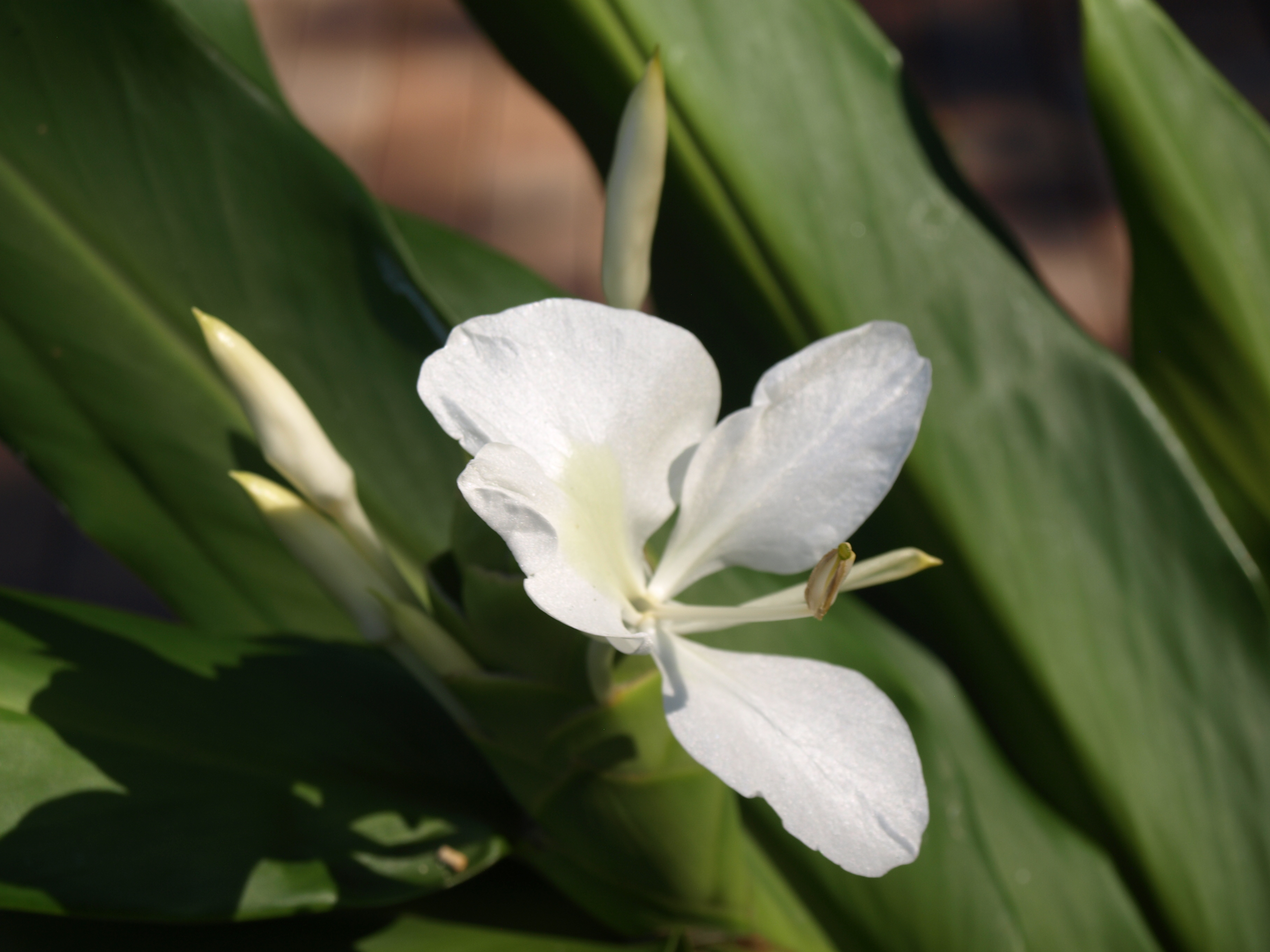 Ginger Lily Home Garden Information Center