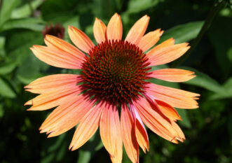 Echinacea Big Sky™ ‘Summer Sky’.